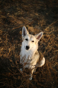 High angle view of dog on field