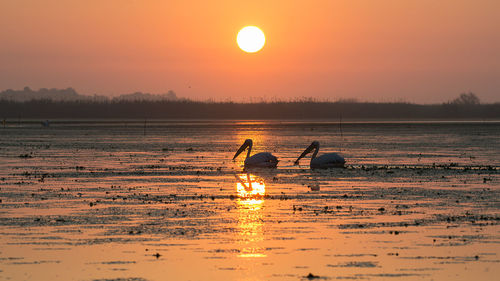 Silhouette birds swimming in sea against orange sky