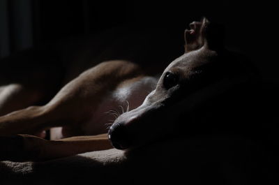 Close-up of dog relaxing on black background
