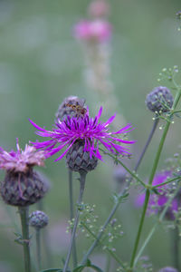 Close-up of purple flowering plant