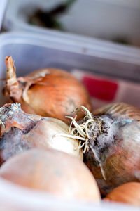 Close-up of rotten onions in container