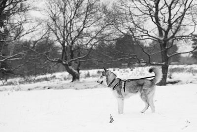 Dog walking on snow covered field