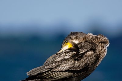 Close-up of egret against sky