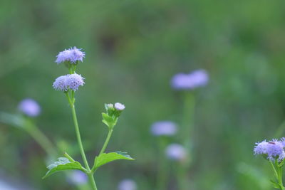 Close-up of purple flowering plant