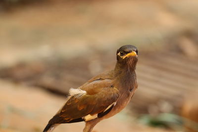 Close-up of bird perching