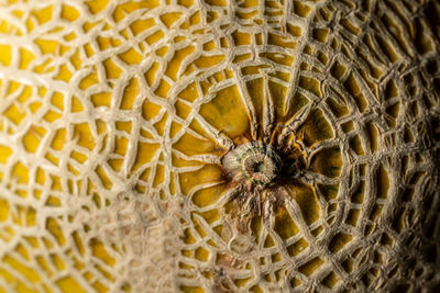 Full frame shot of crab