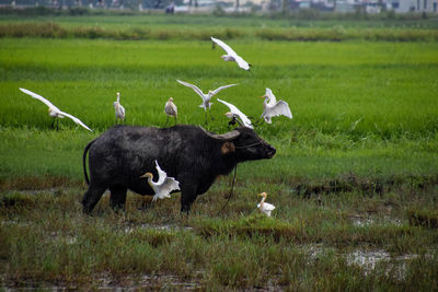 Sheep grazing on field
