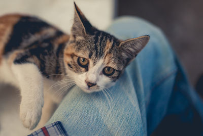 Close-up portrait of cat