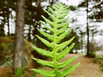 Close-up of fern leaves on tree