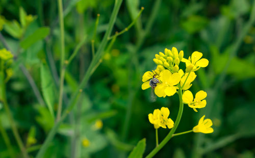 Close-up of yellow flowering plant