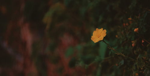 Close-up of yellow flowering plant.