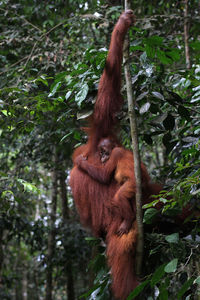 orangutan