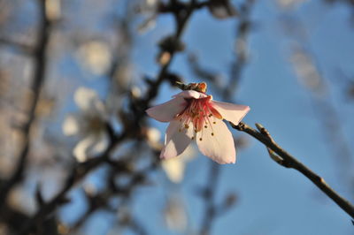 Close-up of cherry blossom on branch