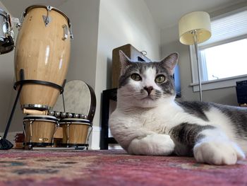 Portrait of cat sitting on table at home