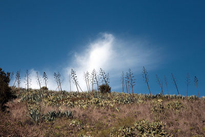 Plants on landscape against blue sky
