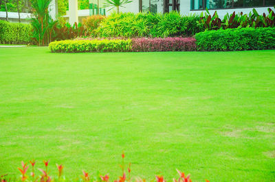 Scenic view of grassy field in park