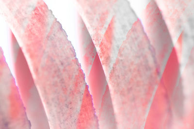 Detail shot of pink leaf