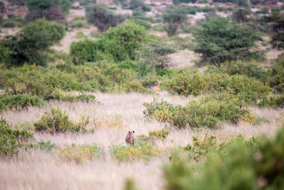 Scenic view of field