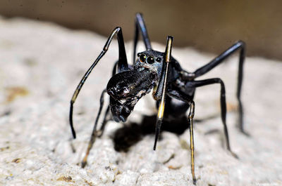 Close-up of insect