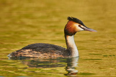 Close-up of duck swimming in lake