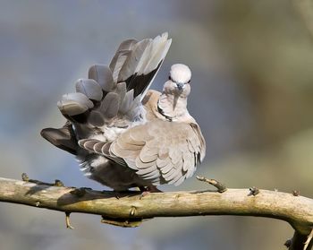 Pigeon preening on branch