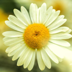 Close-up of yellow flower blooming outdoors