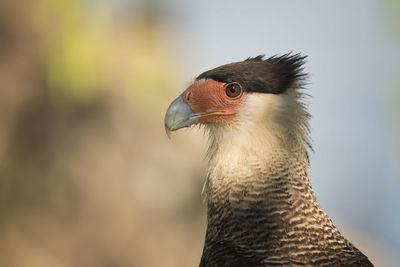 Close-up portrait of bird