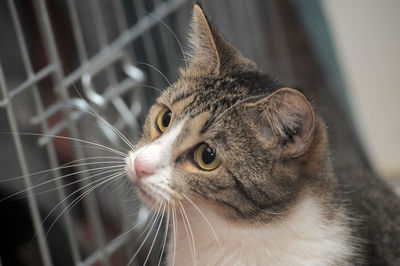 Close-up of a cat looking away