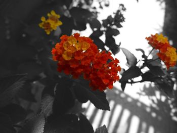 Close-up of red flowers on tree