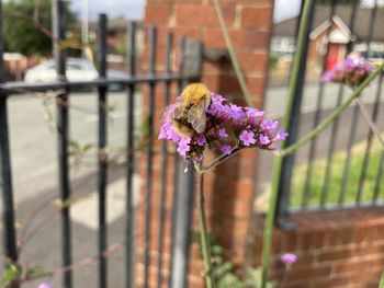 flowering plant