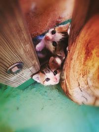 High angle portrait of kitten in container