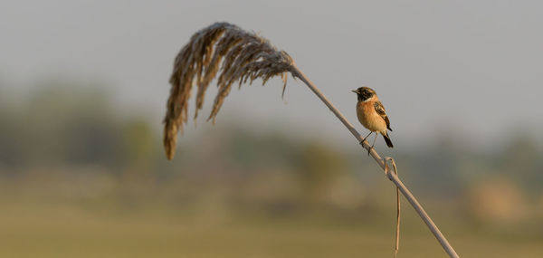 Close-up of bird perching on twig