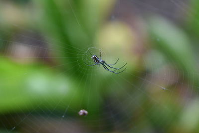 Close-up of spider on web