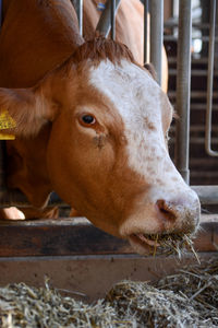 Close-up of cow in pen