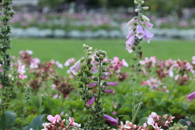 Close-up of pink flowering plant on field