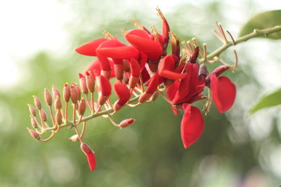 Close-up of red flowering plants