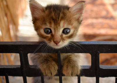 Close-up portrait of a cat