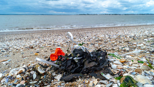 Close-up of driftwood on beach against sky