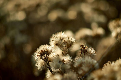 Close-up of flowering plant on field