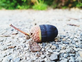 Close-up of snail