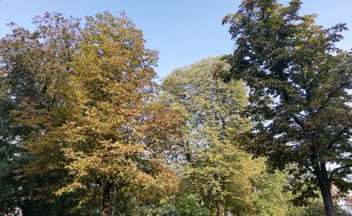 Low angle view of trees against sky during autumn