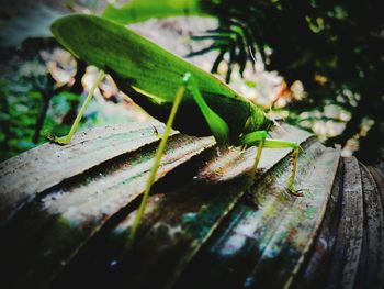 Close-up of insect on leaf