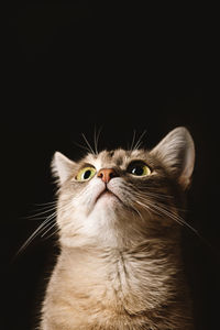 A beautiful striped gray domestic cat with yellow eyes sitting on a dark background. 