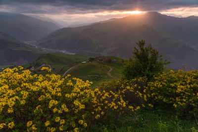 Scenic view of yellow flowering plants on field against sky