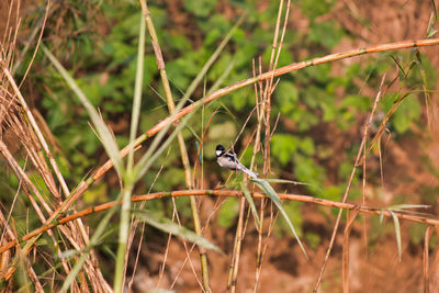 View of bird perching on branch