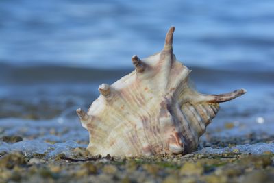 Close-up of seashell on beach