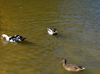 High angle view of ducks swimming in lake