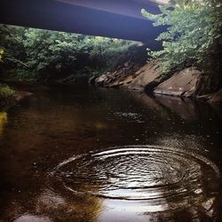 Reflection of trees in puddle