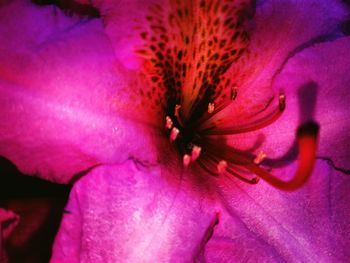 Close-up of pink flower blooming outdoors