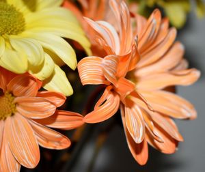 Close-up of orange flower